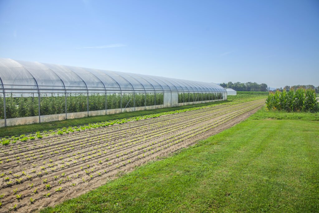 How IoT Is Transforming Next-Generation Greenhouses