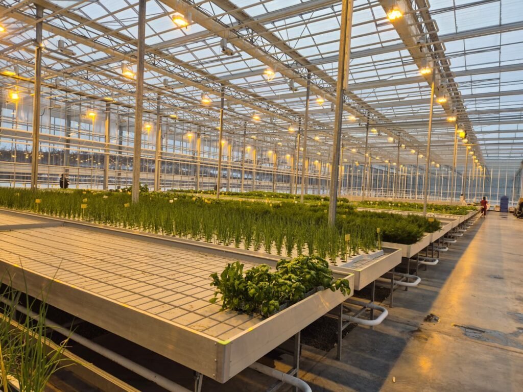 How IoT Is Transforming Next-Generation Greenhouses